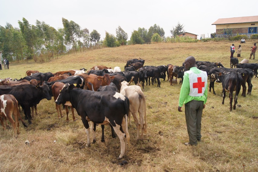 A local Red Cross volunteer helps move livestock, one of many daily activities as part of the Rwanda Red Cross 'Model Village' initiative.