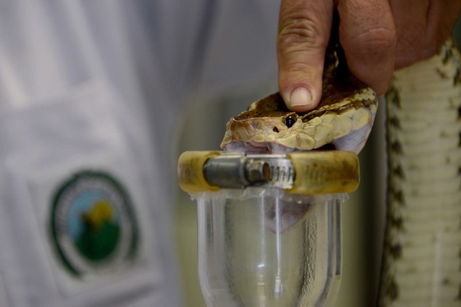 The Clodomiro Picado Institute at the University of Costa Rica contributes to significantly reducing deaths from snake bites in America and Africa.