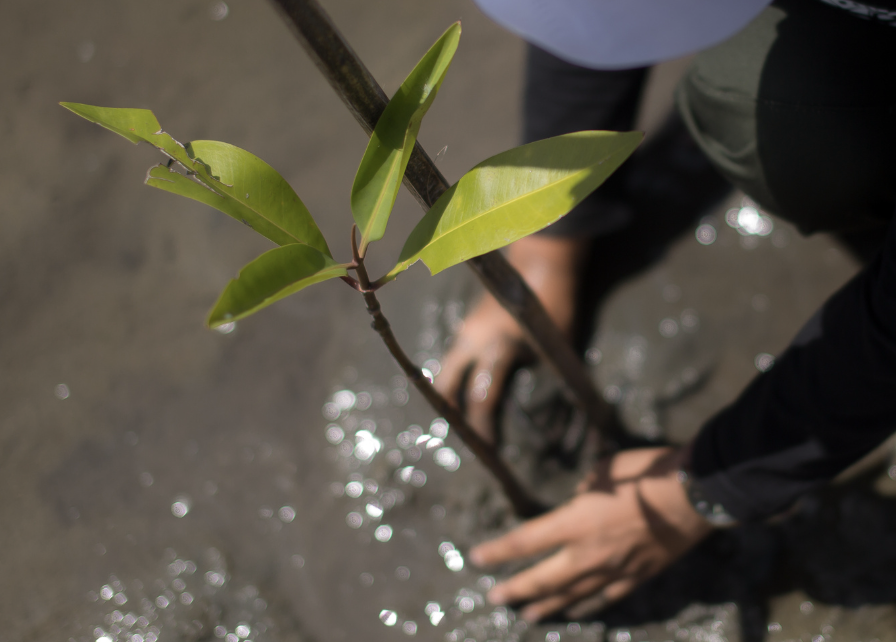 Feature image for WWF-IFRC partnership roadmap for Phase II