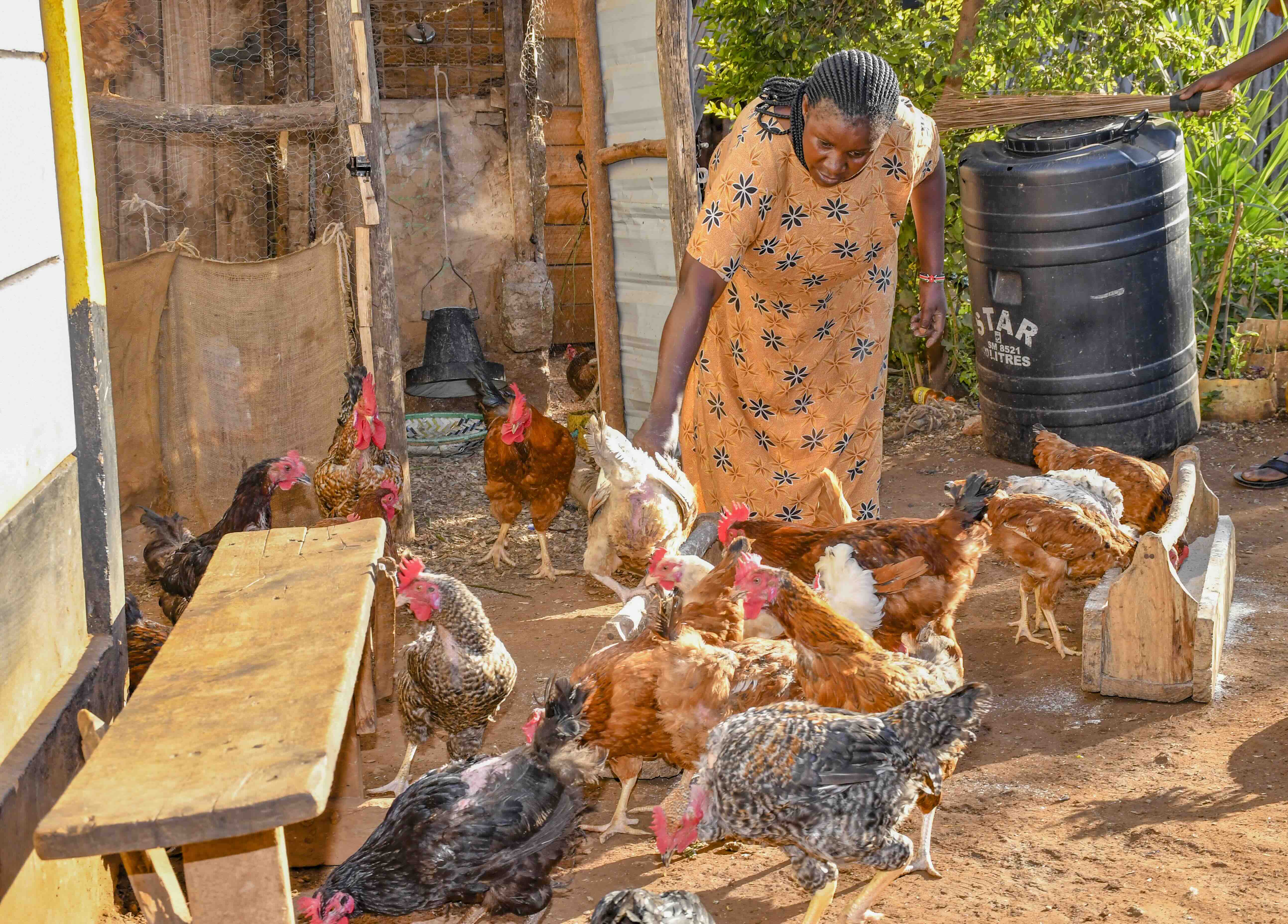 A woman in the village of Taita Taveta, Kenya, feeds her chickens with low-cost, locally produced chicken feed.