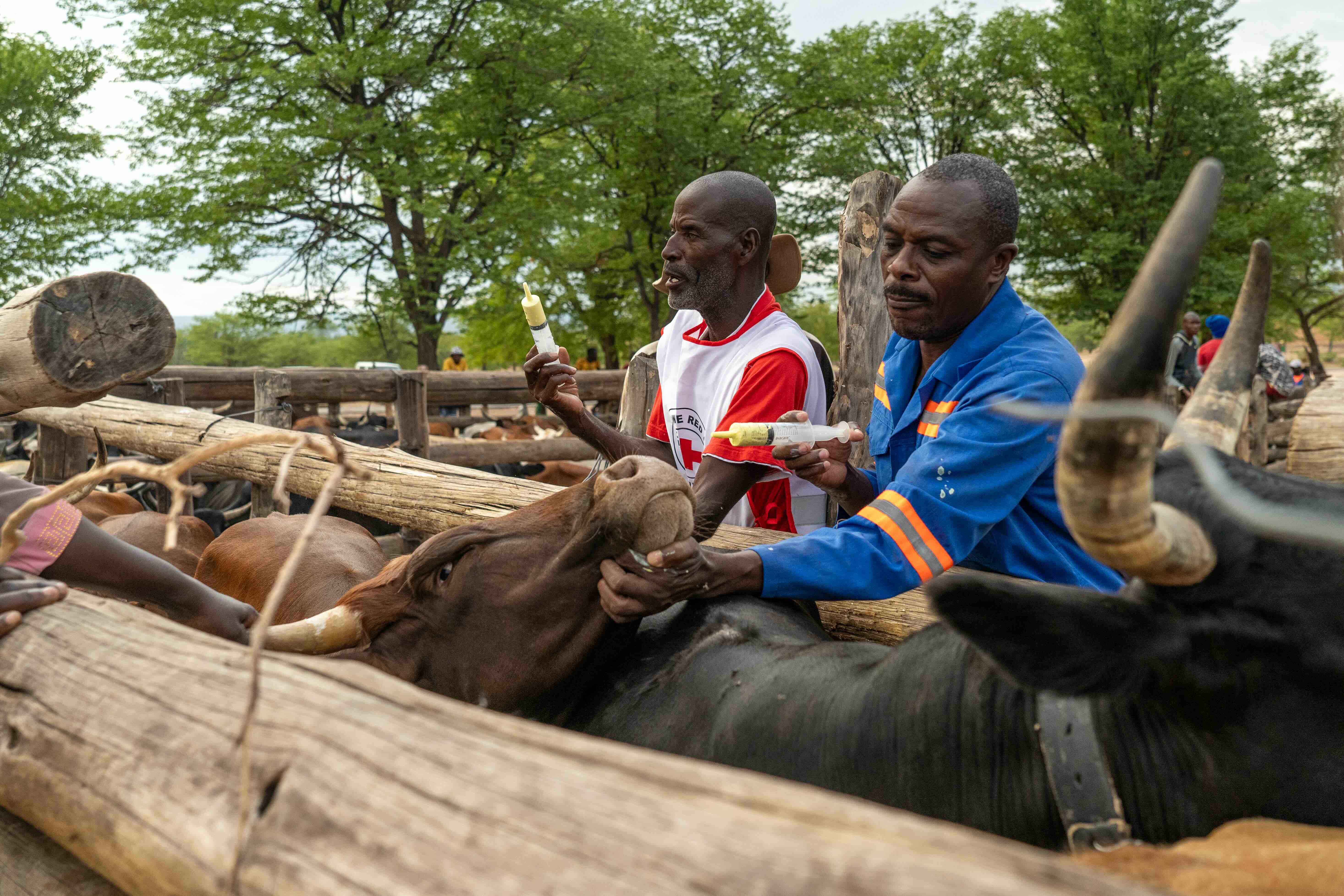 Zimbabwe Red Cross volunteers help local livestock herders treat cattle to prevent infestation of intestinal worms.