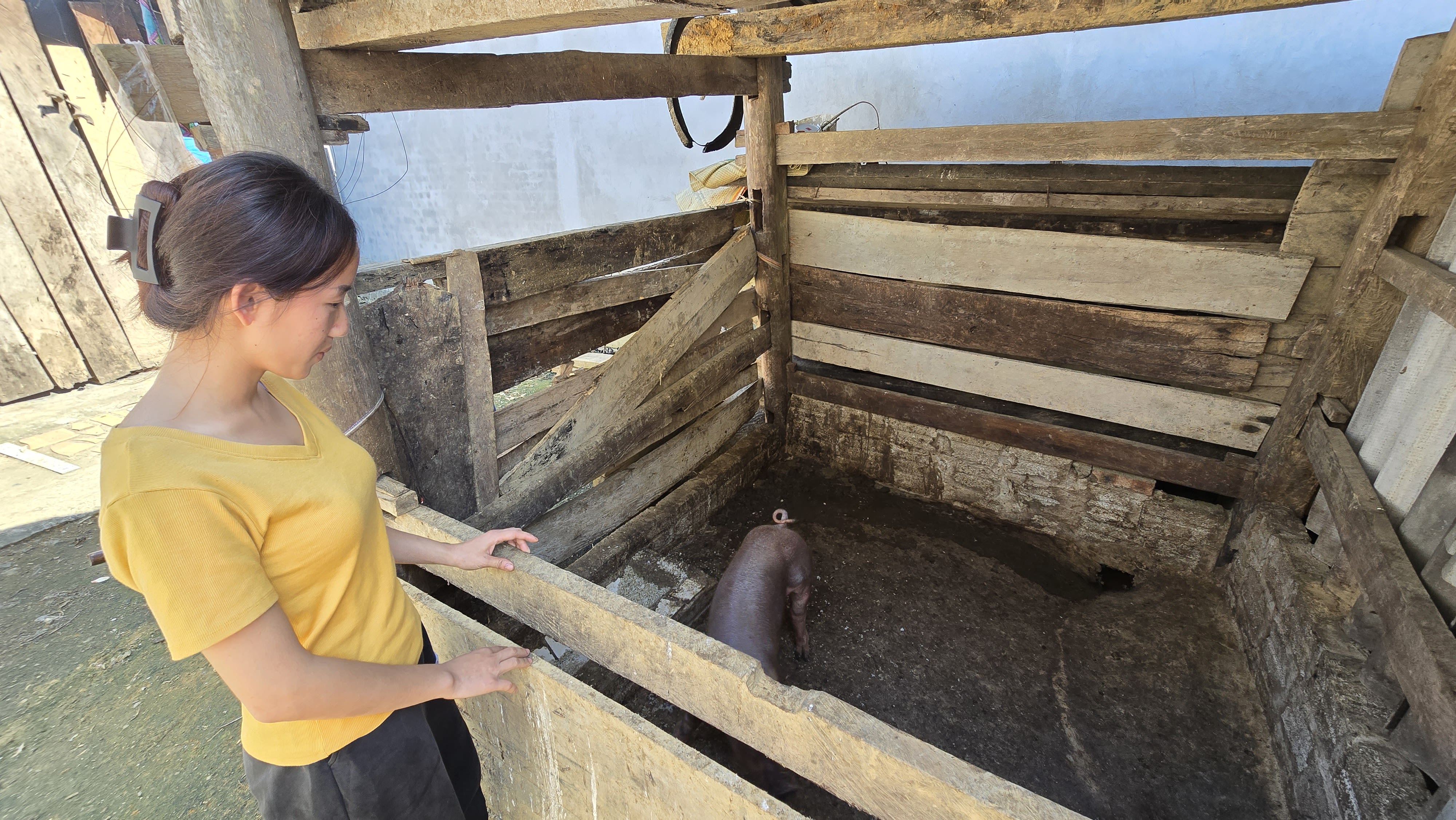 Mrs. Hoang Thi Sua with pigs she purchased with cash assistance from the Viet Nam Red Cross. Photo credit: Kwanta Norkum, IFRC 
