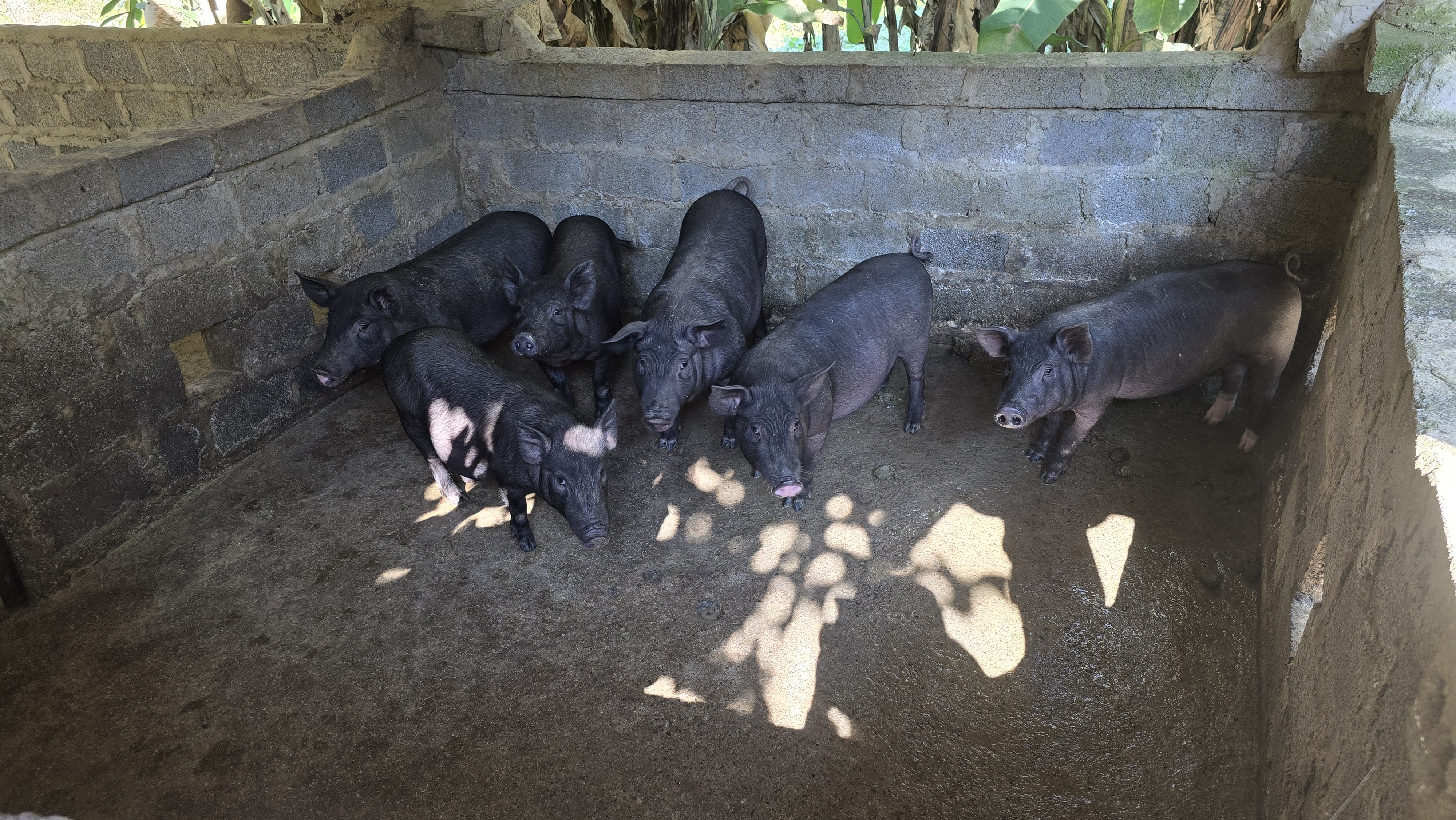 Many of the families who received cash assistance invested in livestock such as piglets to help restart their family farming businesses. Photo credit: Kwanta Norkum, IFRC 