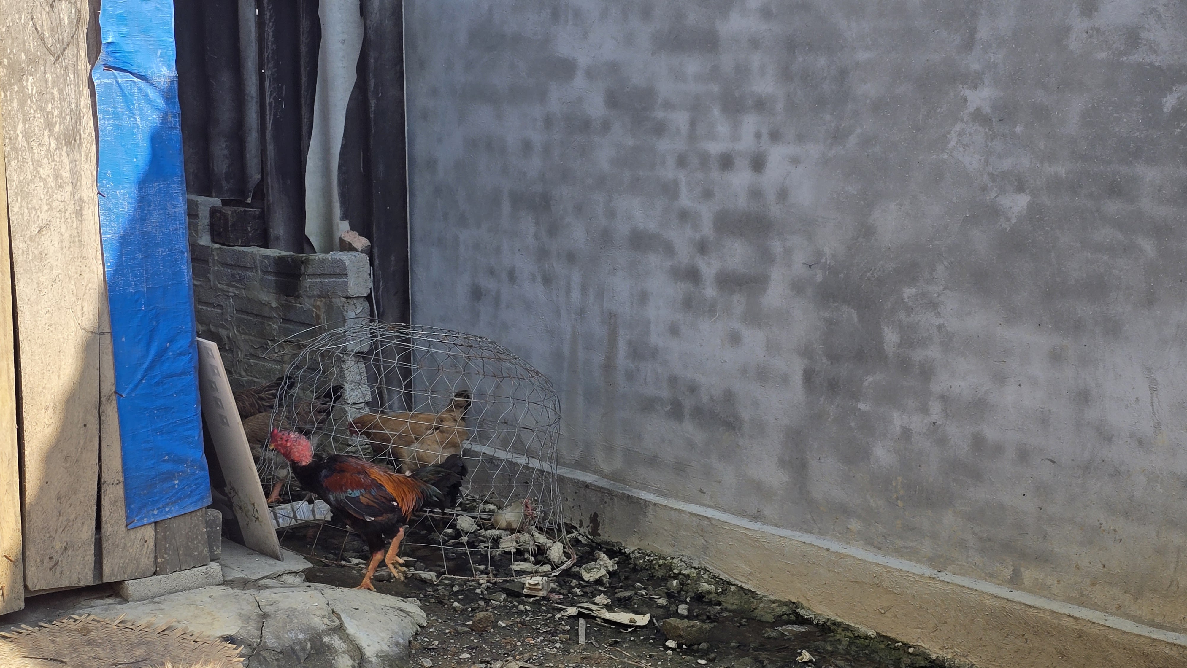 With cash assistance, families have been able to start small livestock farms, helping restore their livelihoods and strengthen long-term resilience. Photo credit: Kwanta Norkum, IFRC 