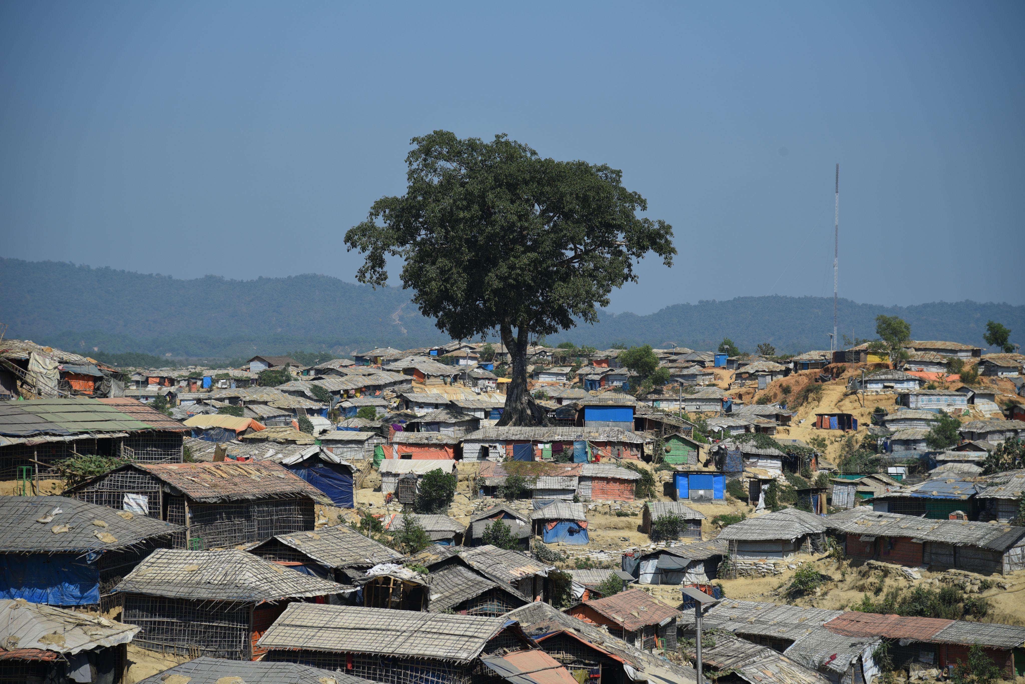 A lone tree stands above a field of thousands of makeshift shelters erected by people seeking safety in the sprawling camps of Cox Bazar, Bangladesh.