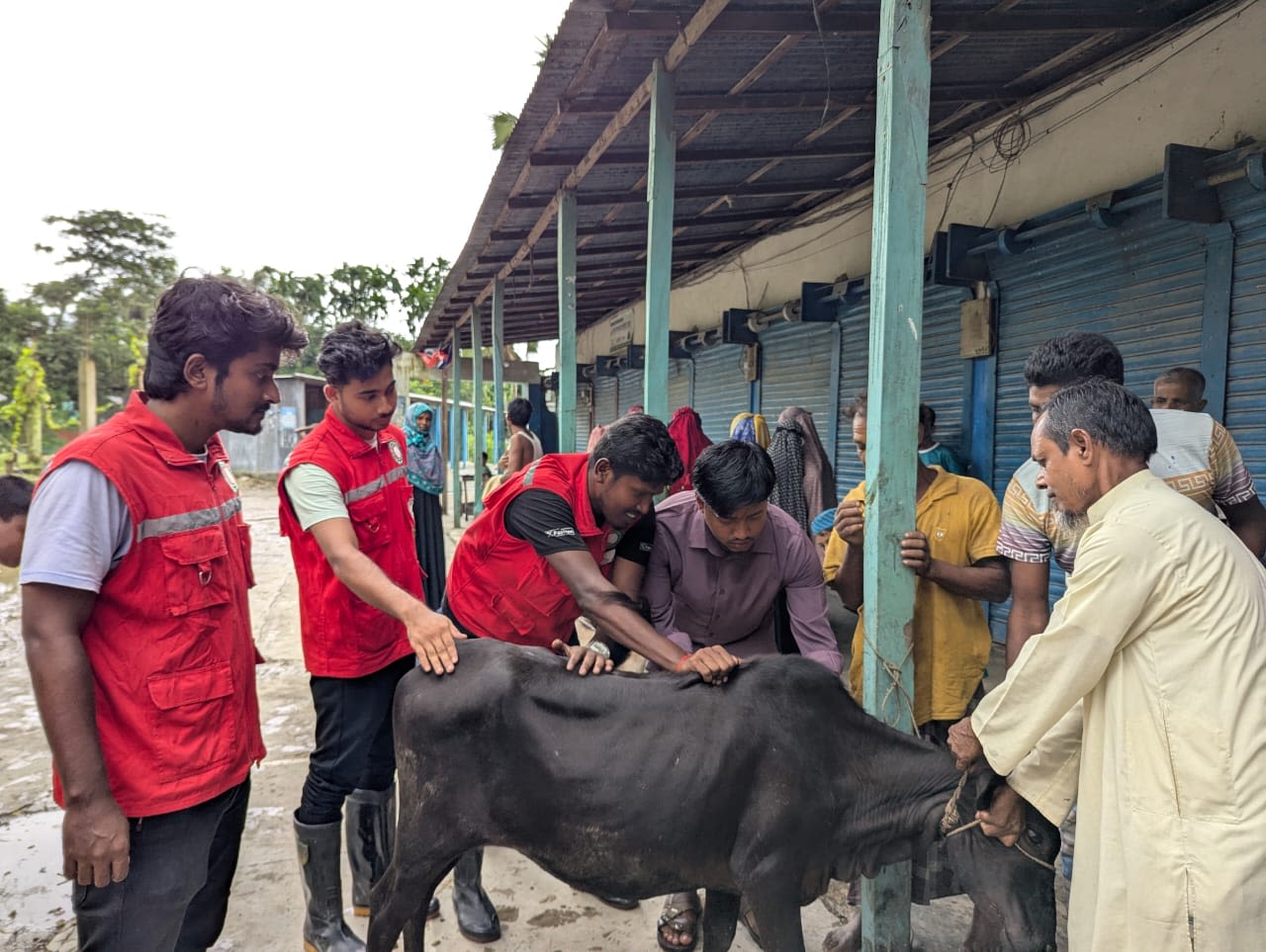 Bangladesh Red Crescent volunteers and staff help local farmers during a livestock vaccination as part of the flood recovery operation. Photo: Bangladesh Red Crescent 