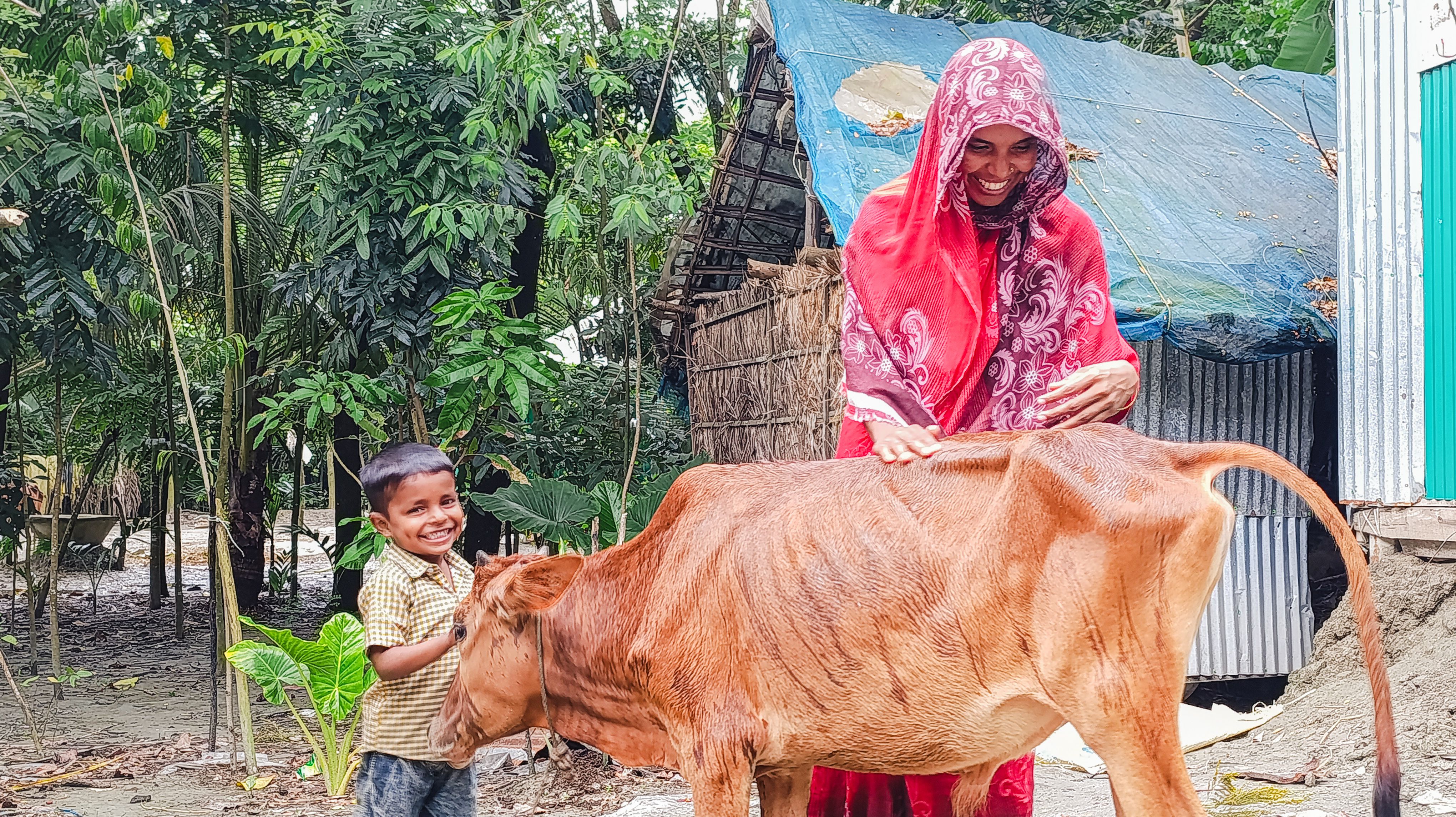 Noyon tends to the livestock she was able to buy with a small cash grant provided by the Bangladesh Red Crescent, with support from the IFRC emergency appeal. Photo: Bangladesh Red Crescent Society.
