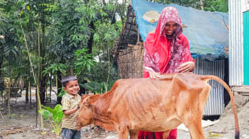 Noyon tends to the livestock she was able to buy with a small cash grant provided by the Bangladesh Red Crescent, with support from the IFRC emergency appeal. Photo: Bangladesh Red Crescent Society.