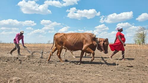 A family plough their field in Chiwonde, Zimbabwe in 2016 during two successive years of drought that has affected their livelihood