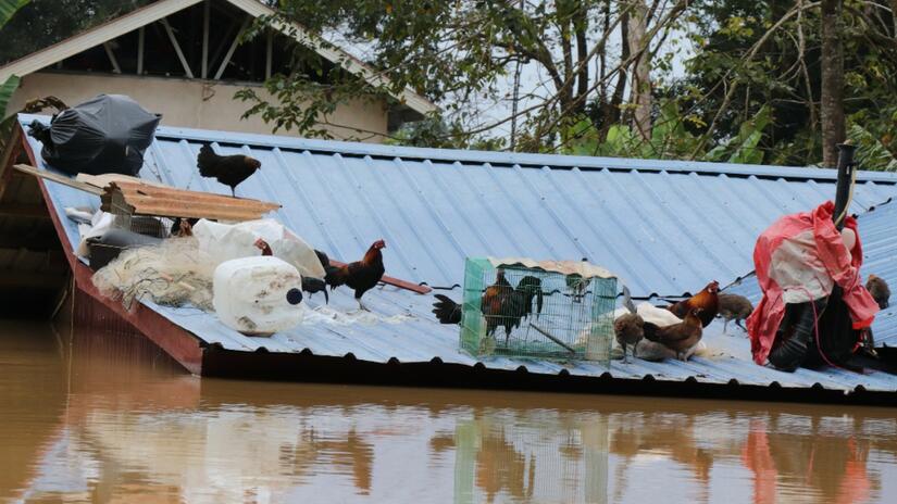 In some parts of Malaysia, flood waters in summer 2021 reached as high as the roofs of buildings - causing animals such as chickens to take shelter on top of buildings.