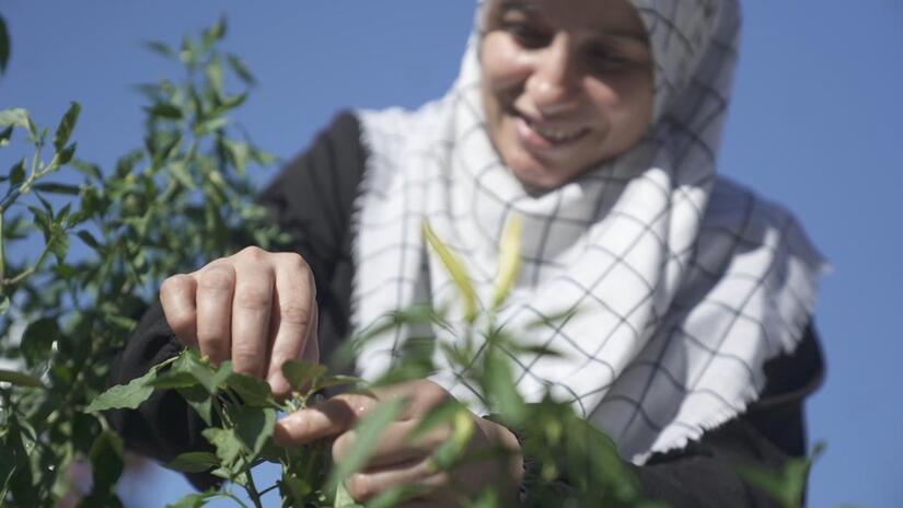 Houda recogiendo la pimienta que cultivó tras un curso de plantación que había seguido en los centros comunitarios de la Media Luna Roja Turca.