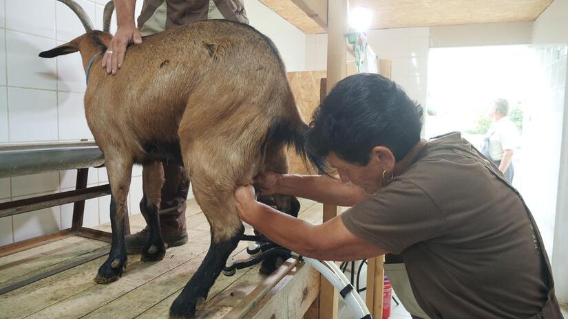 A woman in the cheese factory in Hungary milks a goat, the start of the process for producing cheese to sell to people across the country.