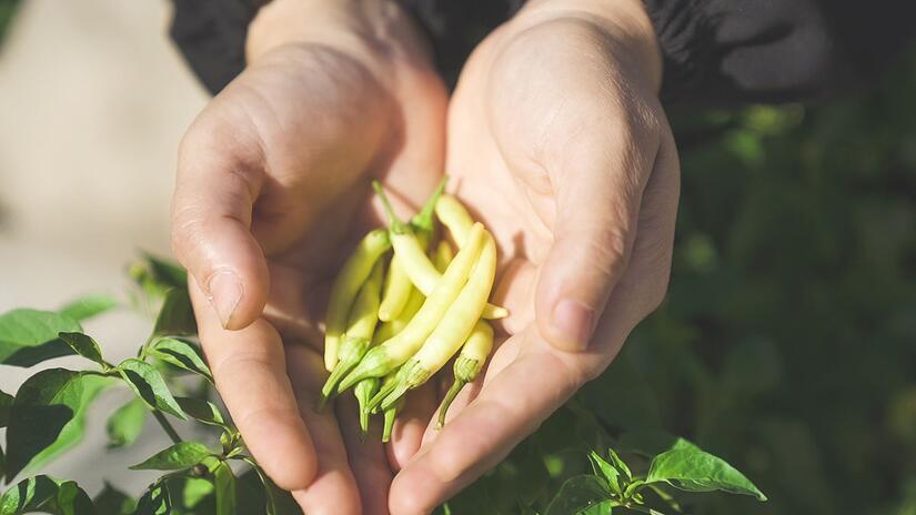 Houda holds a small bunch of yellow chili peppers which she has learnt how to grow as part of a cooking course run by the Turkish Red Crescent.