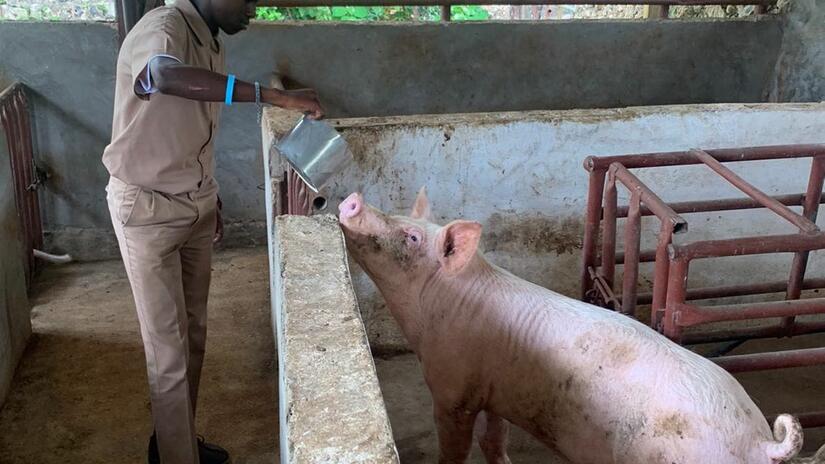 Kenardo Parkes, a student at the Caribbean Christian Centre for the Deaf (CCCD) feeds one of the pigs reared at the CCCD Knockpatrick campus. 