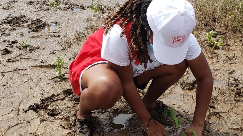 Jamaica Red Cross volunteer plants mangrove seedling to help restore groves that act as a natural buffer during storms.