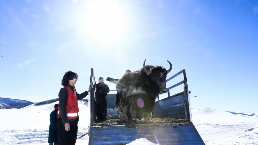 A Mongolian Red Cross team member helps a herder household unload their animals from a truck after heavy snows made it impossible for the livestock to walk back as normal from their grazing grounds.
