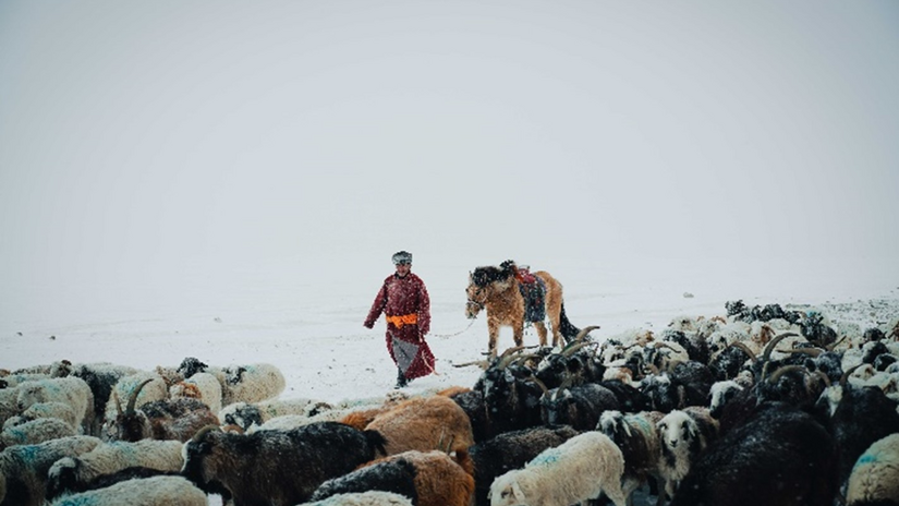 A herder man taking his cattle, goats, and horses through deep snow in Mongolia.
