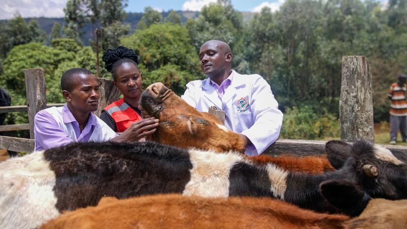 Veterinary staff and Kenya Red Cross teams inspect healthy cattle in Bomet County.