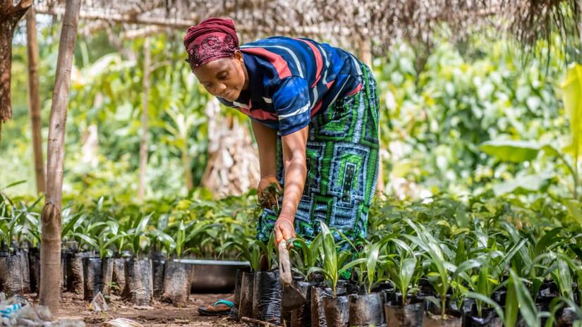 A woman tends of one of the thousands of seedlines under her care as part of the Sierra Leone Red Cross’s Tree Planting and Care Project. She is one of 52 dedicated women Tree Planting and Care Champions taking part in the project.