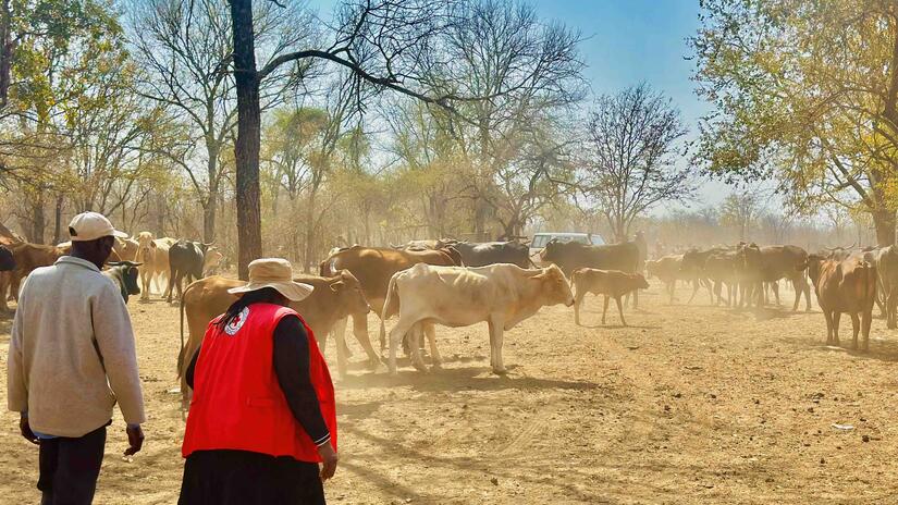 A Zimbabwe Red Cross volunteer walks with a man and his cattle toward the Gudomutovhoti water station so that his parched cattle can get some much needed water. The drought has also decimated grazing areas and dried up usual water sources.