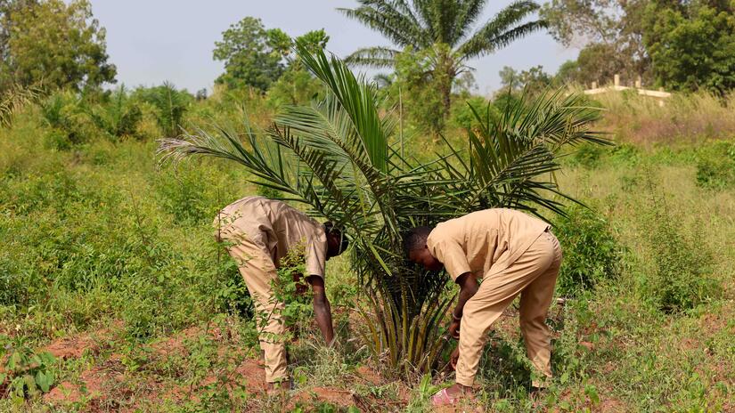 Students from a local high school in Abomey, Benin, tend to plants grown in their school by the Benin Red Cross