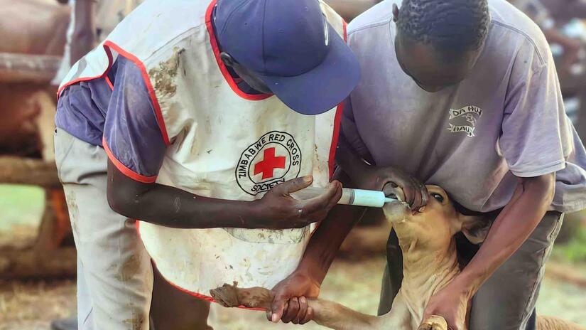 A volunteer from the Zimbabwe Red Cross administers a deworming chemical to help bolster the resilience of livestock in the face of on-going drought.