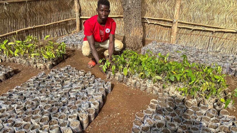 Red Cross volunteer, Tchakpi Felix, in Wadjado community in northern Togo sits in front of hundreds of seedlings in the community’s tree nursery.