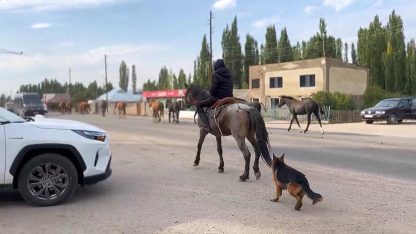 A man guides his horses along a road in Talas, Kyrgyzstan - a common sight in this region where horses are an important part of the local economy and identity.