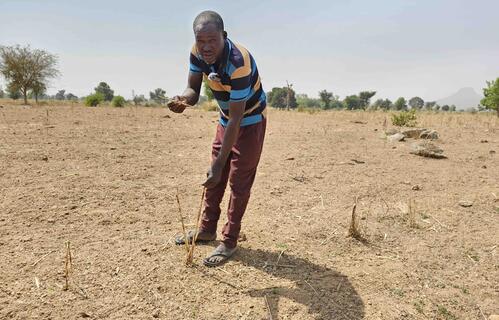 Man shows devastating impact of drought on crop fields in Cameroon's Far North.