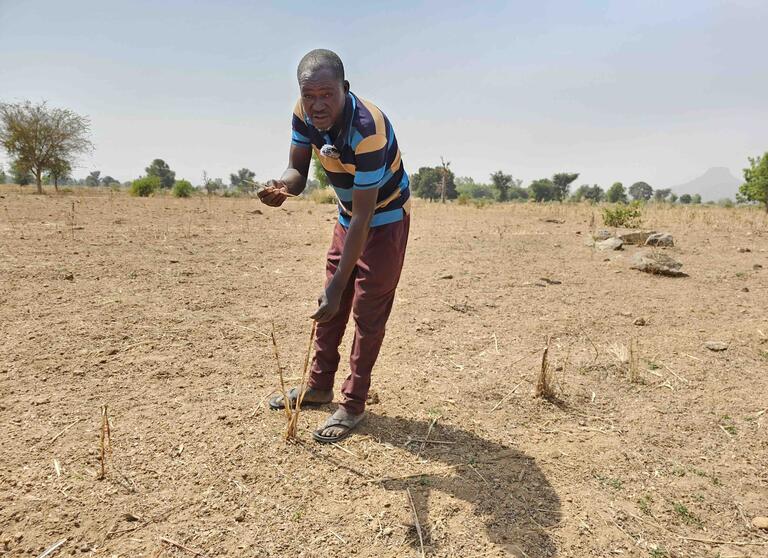 Man shows devastating impact of drought on crop fields in Cameroon's Far North.
