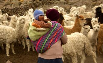 A woman in Peru carries her child on her back as she herds her alpacas. As part of a Red Cross forecast-based financing initiative, she received medicine and shelter to protect her livestock ahead of predicted extreme cold and heavy snow