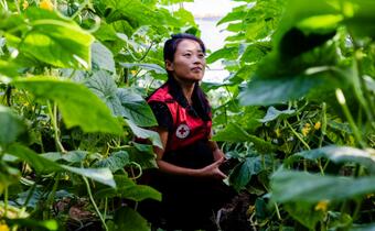 A volunteer from the Red Cross Society of the Democratic People's Republic of Korea crouches inside a greenhouse in South Hamgyong province, set up by the National Society as part of a community resilience programme so people can easily grow the fruit and vegetables they need year-round.