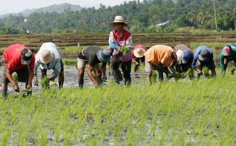 A group of men in the Kalinga, the Philippines, plant rice seedlings provided by the Philippine Red Cross.