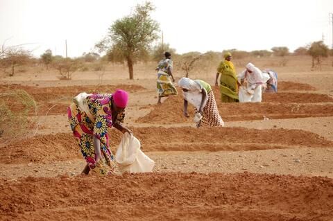 Les femmes d'un village rural du Niger, juste à l'extérieur de Niamey, la capitale du pays, cultivent leurs champs avec des outils fournis par l'IFRC. 